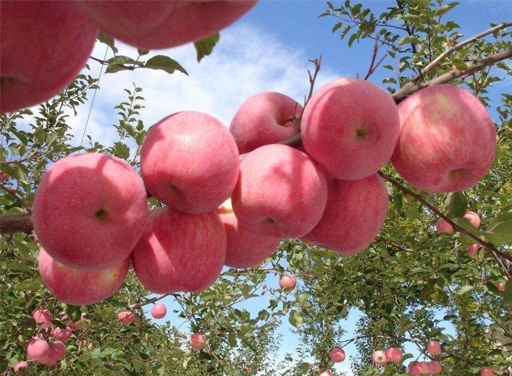 阿克蘇蘋果.jpg 阿克蘇蘋果.jpg